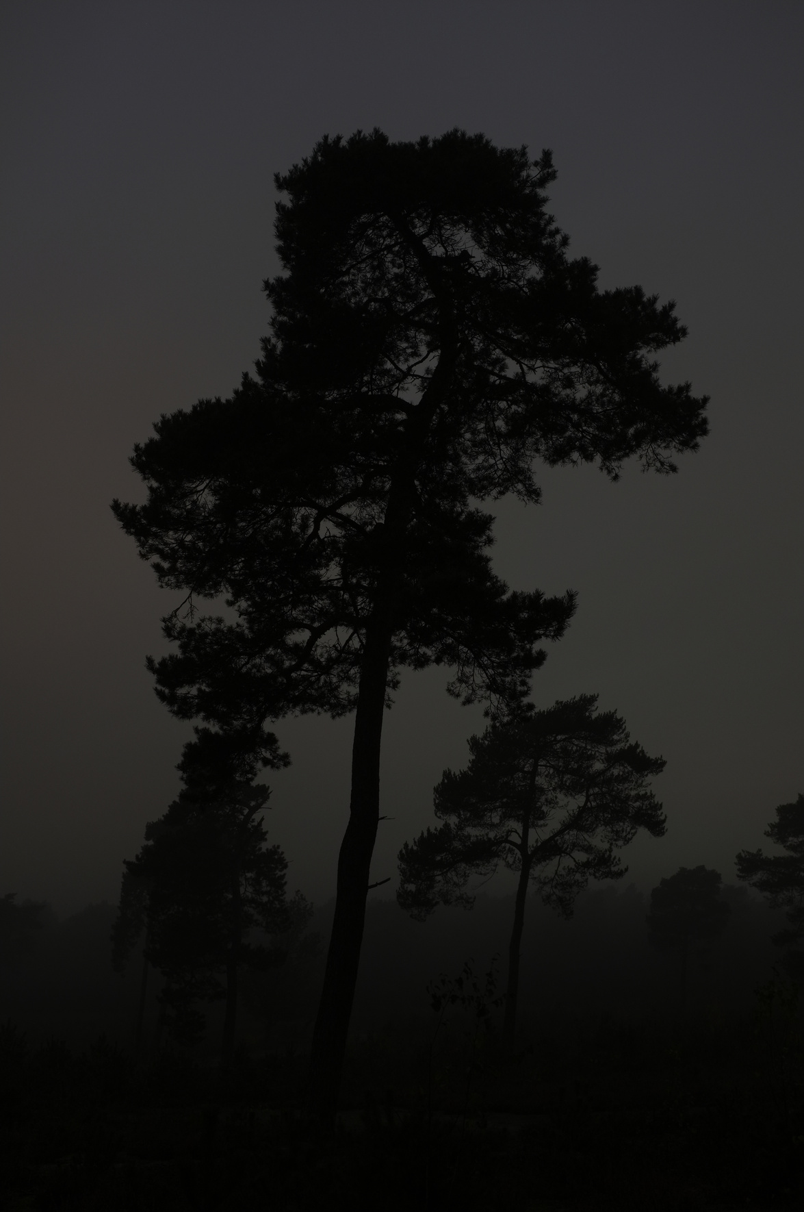 Fog